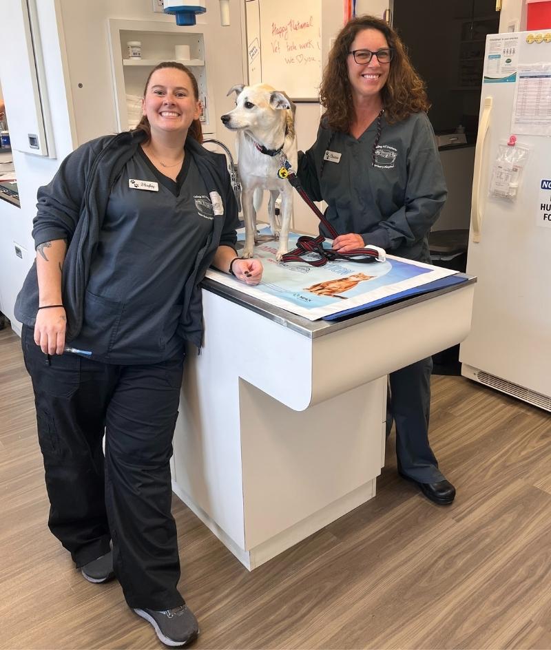 Veterinary Jobs in NJ Toms River Veterinary Careers